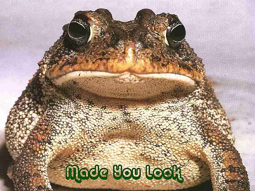 Brown Toad