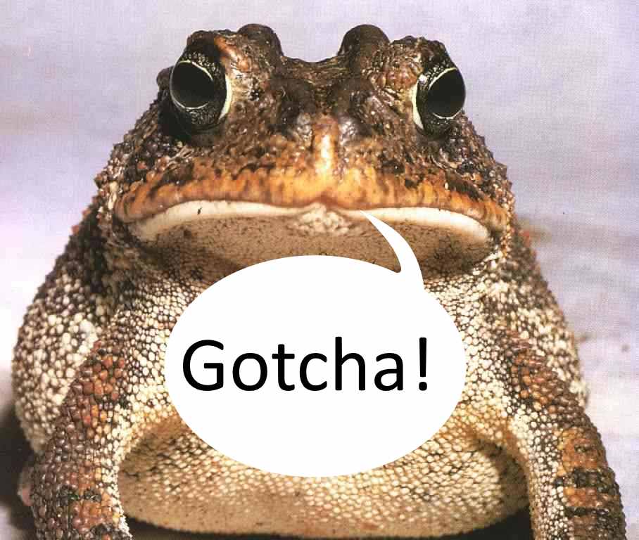 [Image: Toad-Gotcha.jpg]