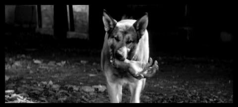 [Image: YojimboDogHumanHand.jpg]
