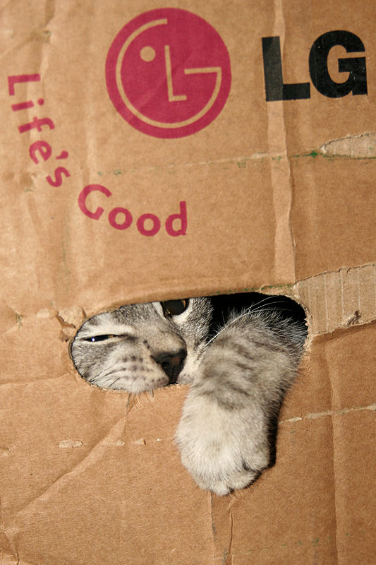 [Image: CatInBoxHole.jpg]