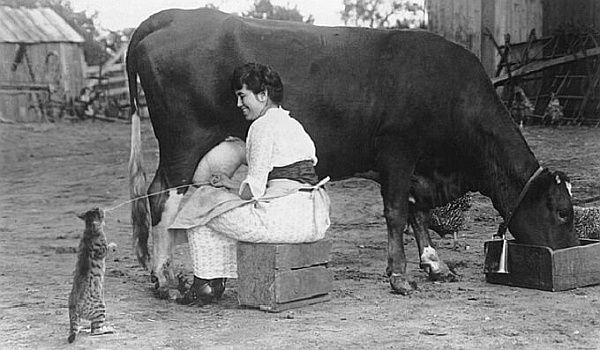 [Image: WomanMIlkingCow-unknown-6.jpg]