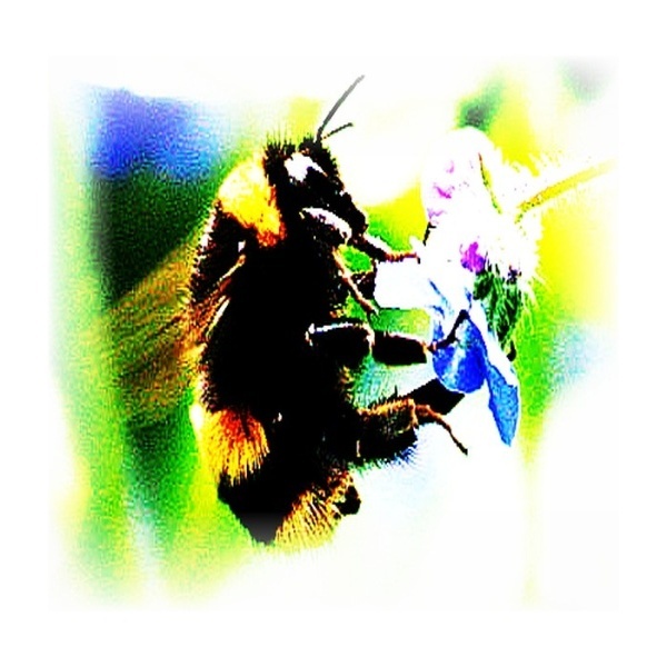 [Image: BumbleBee.jpg]