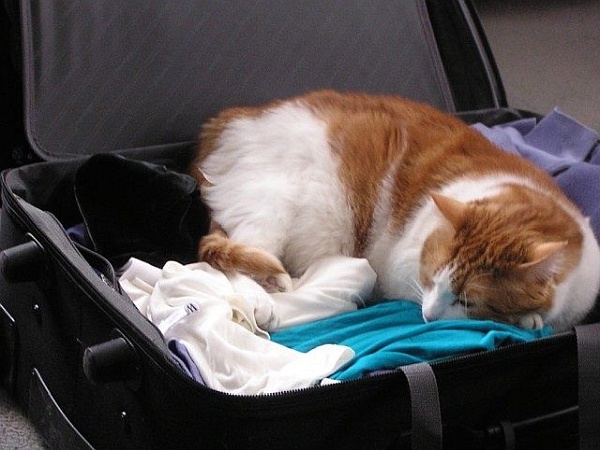 [Image: CatSuitcase.jpg]