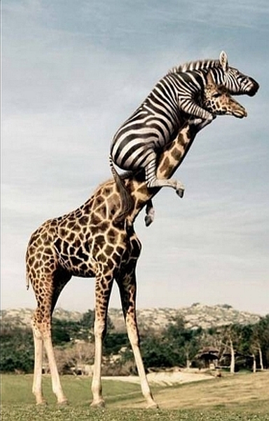[Image: Giraffe_Zebra.jpg]