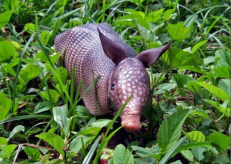 [Image: armadillo.jpg]