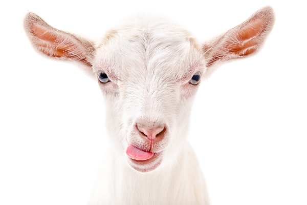 [Image: goat.jpg]