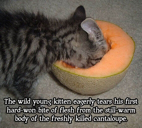 [Image: kitten-cantaloupe.jpg]