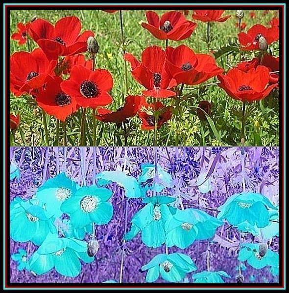 [Image: poppies.jpg]