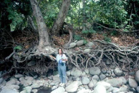 [Image: sycamore-roots.jpg]