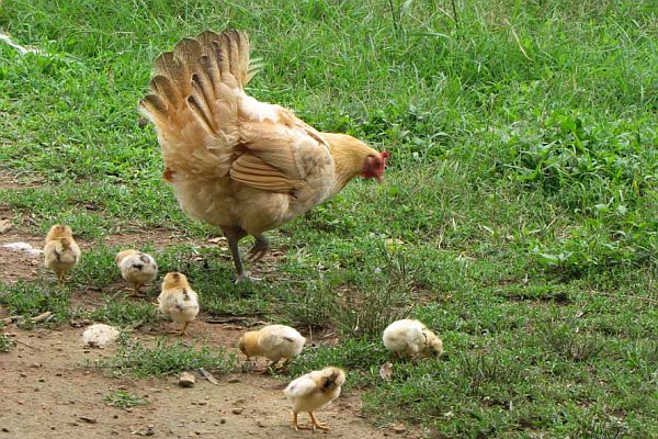 [Image: hen_chicks.jpg]