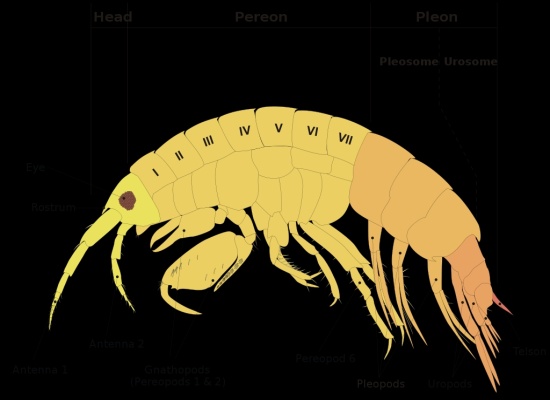 [Image: amphipod.jpg]