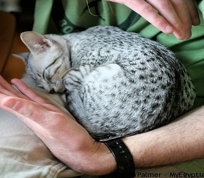 [Image: catlap.jpg]