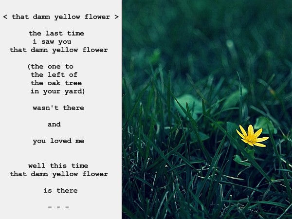 [Image: yellowflowergray.jpg]