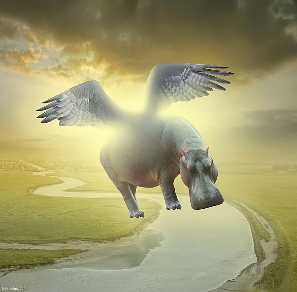 [Image: flyinghippo-BenHeine.jpg]