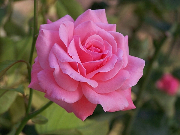 [Image: pinkrose.jpg]