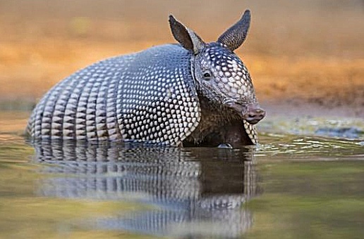 [Image: Armadillo.jpg]