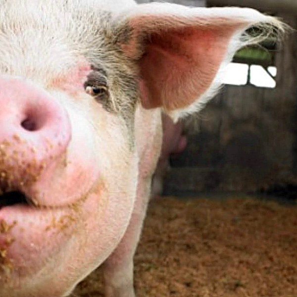 [Image: Smiling_Pig.jpg]