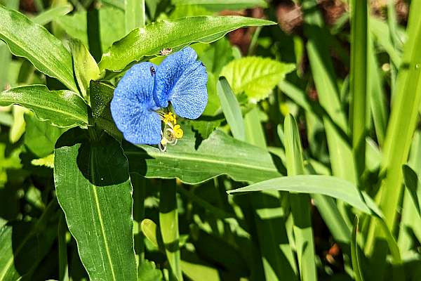 [Image: blue_flower.jpg]