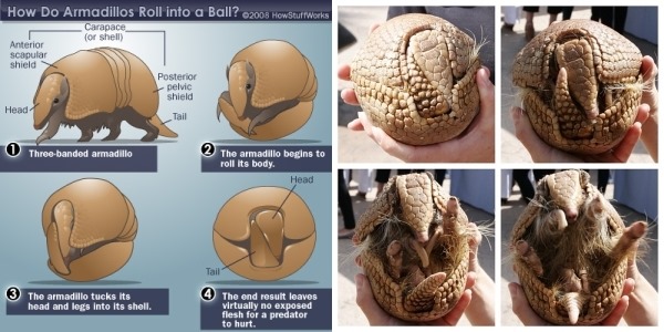 [Image: armadillo.jpg]