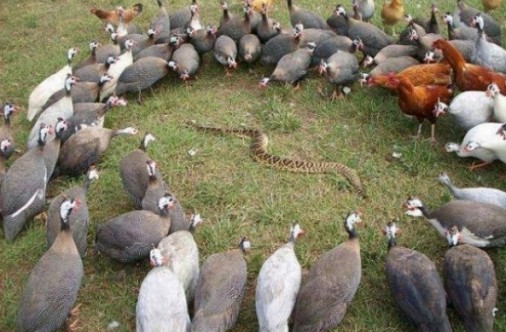 [Image: birdsnake.jpg]