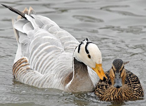 [Image: gooseduck.jpg]