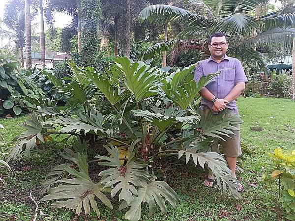 [Image: philodendrons.jpg]