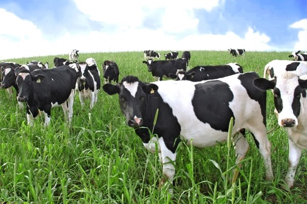[Image: dairy.jpg]