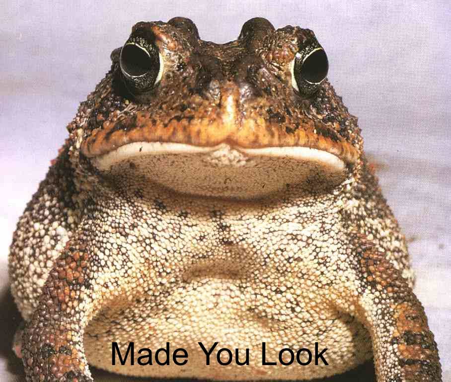 [Image: ebola_toad_made_you_look.jpg]