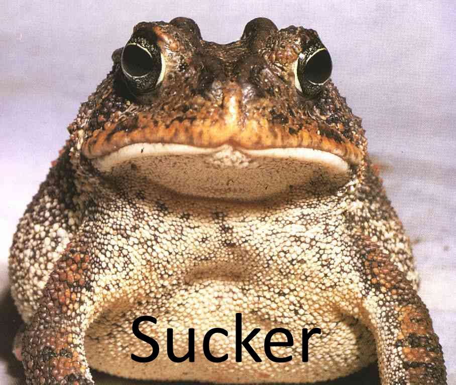 [Image: ebola_toad_sucker.jpg]
