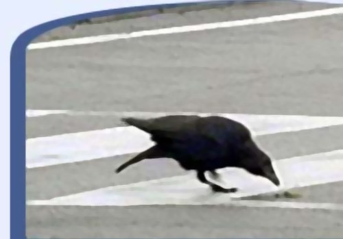 [Image: CarrionCrow.jpg]