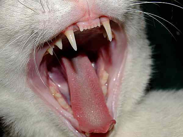 [Image: Cat_teeth.jpg]