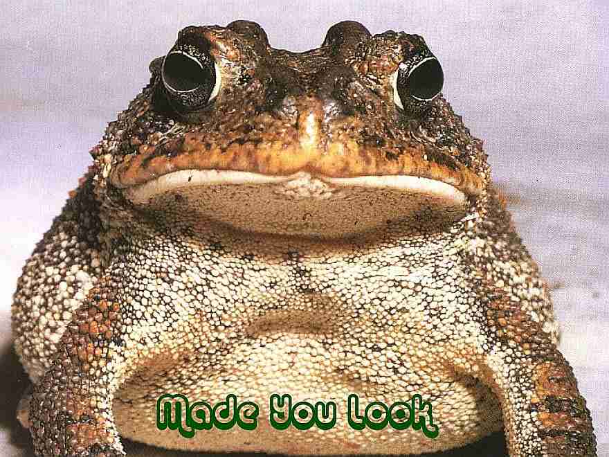 [Image: ToadMadeYouLook.jpg]