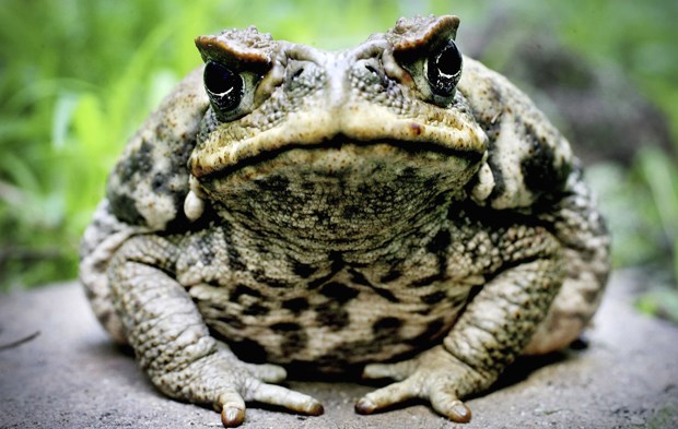 [Image: canetoad.jpg]