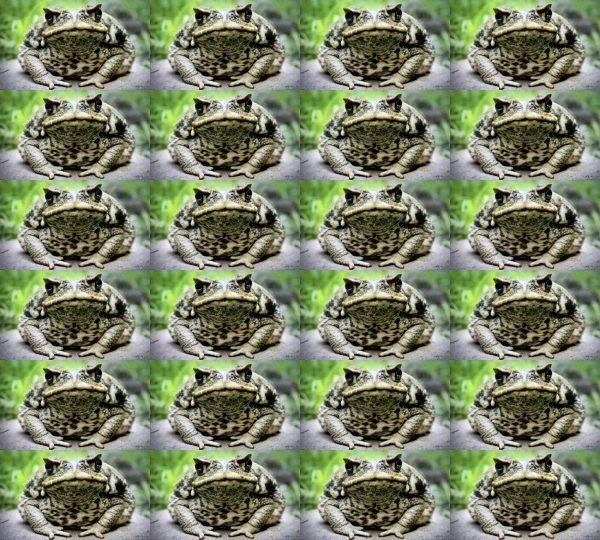 [Image: canetoads.jpg]