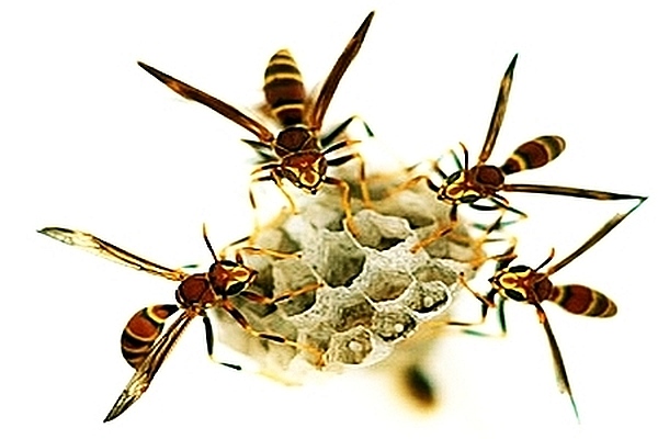 [Image: paperwasps.jpg]
