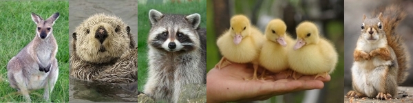 [Image: word_animals.jpg]