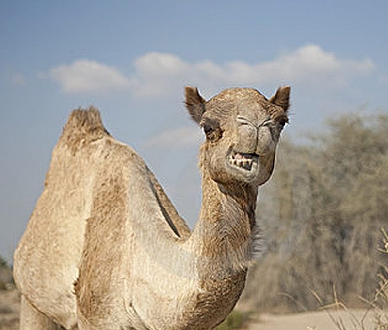 [Image: angrycamel.jpg]