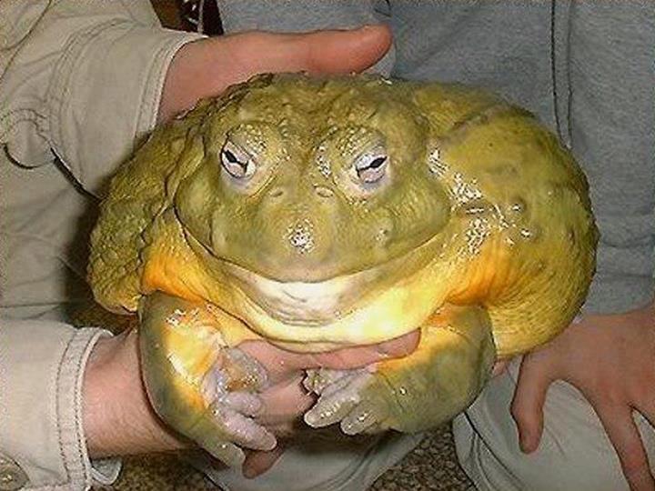 [Image: bigtoad.jpg]