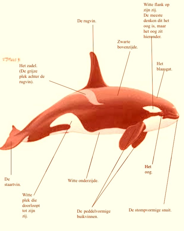 [Image: orka.jpg]