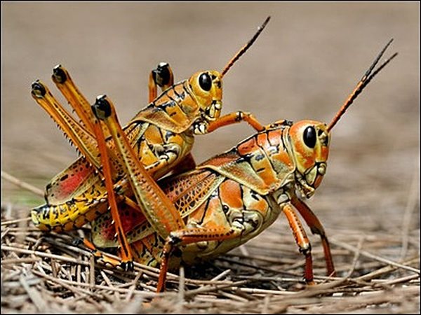 [Image: GrassHopper.jpg]