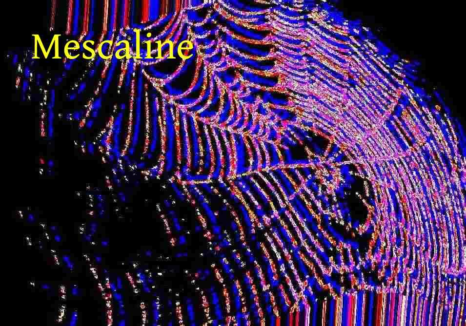 [Image: SpiderWebMescalin.jpg]