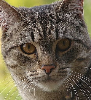[Image: cattabby.jpg]