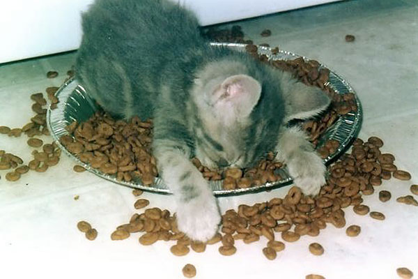 [Image: KittenInFood.jpg]
