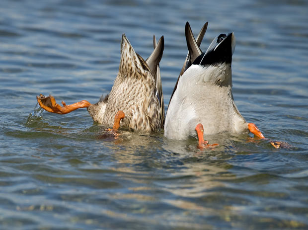 [Image: ducks.jpg]