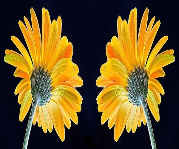 [Image: flowertale.jpg]