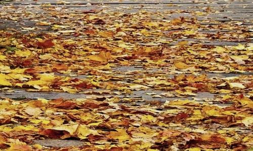 [Image: leaves.jpg]