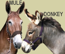 [Image: DonkeyMule.jpg]