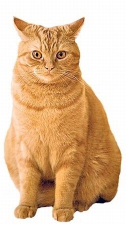 [Image: gingercat04.jpg]