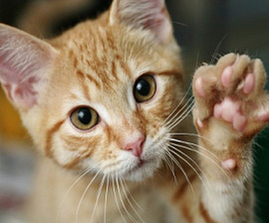 [Image: orange_tabby_1.jpg]