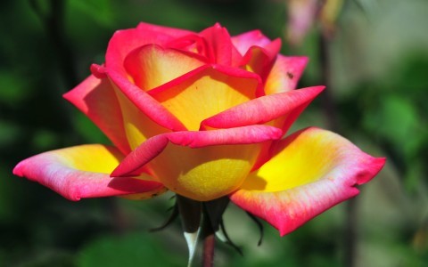 [Image: rose2.jpg]